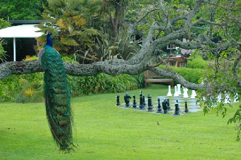 Waihi Waterlily Gardens